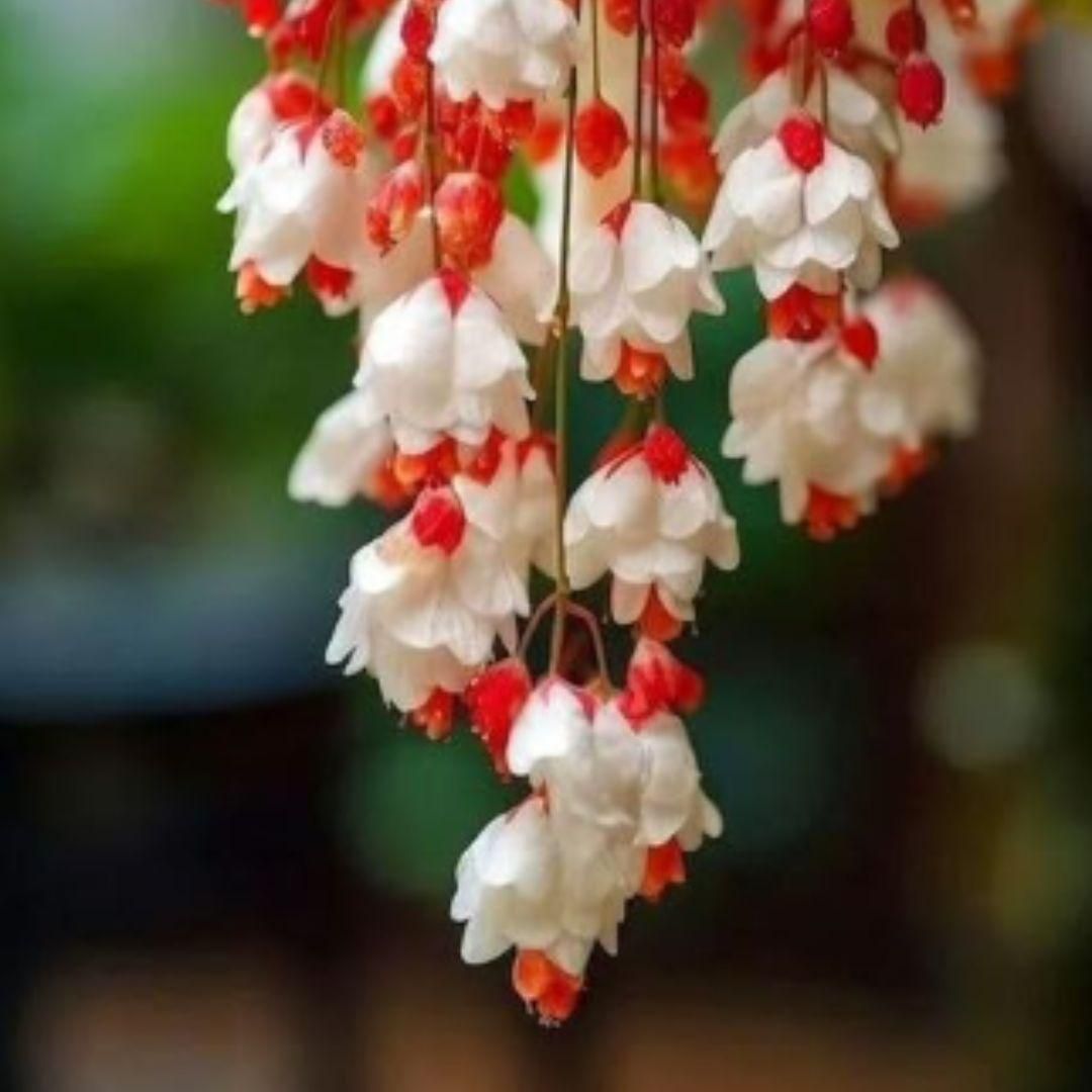 Weeping Begonia Seeds